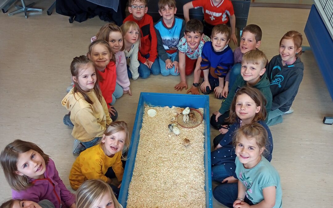Küken im Schulzimmer, 1. Klasse