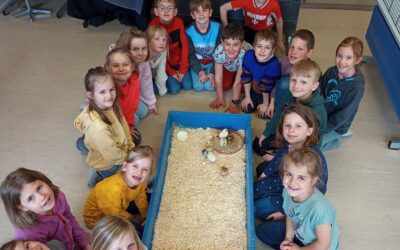 Küken im Schulzimmer, 1. Klasse